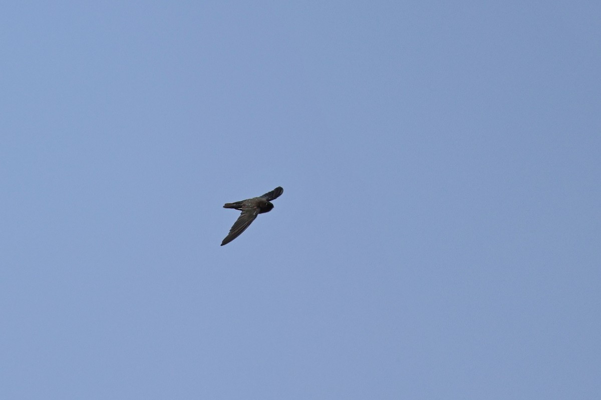 epidotsalangan - ML642801703