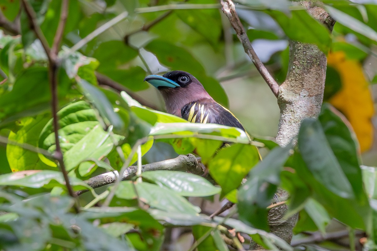 Banded Broadbill (Banded) - ML642801710