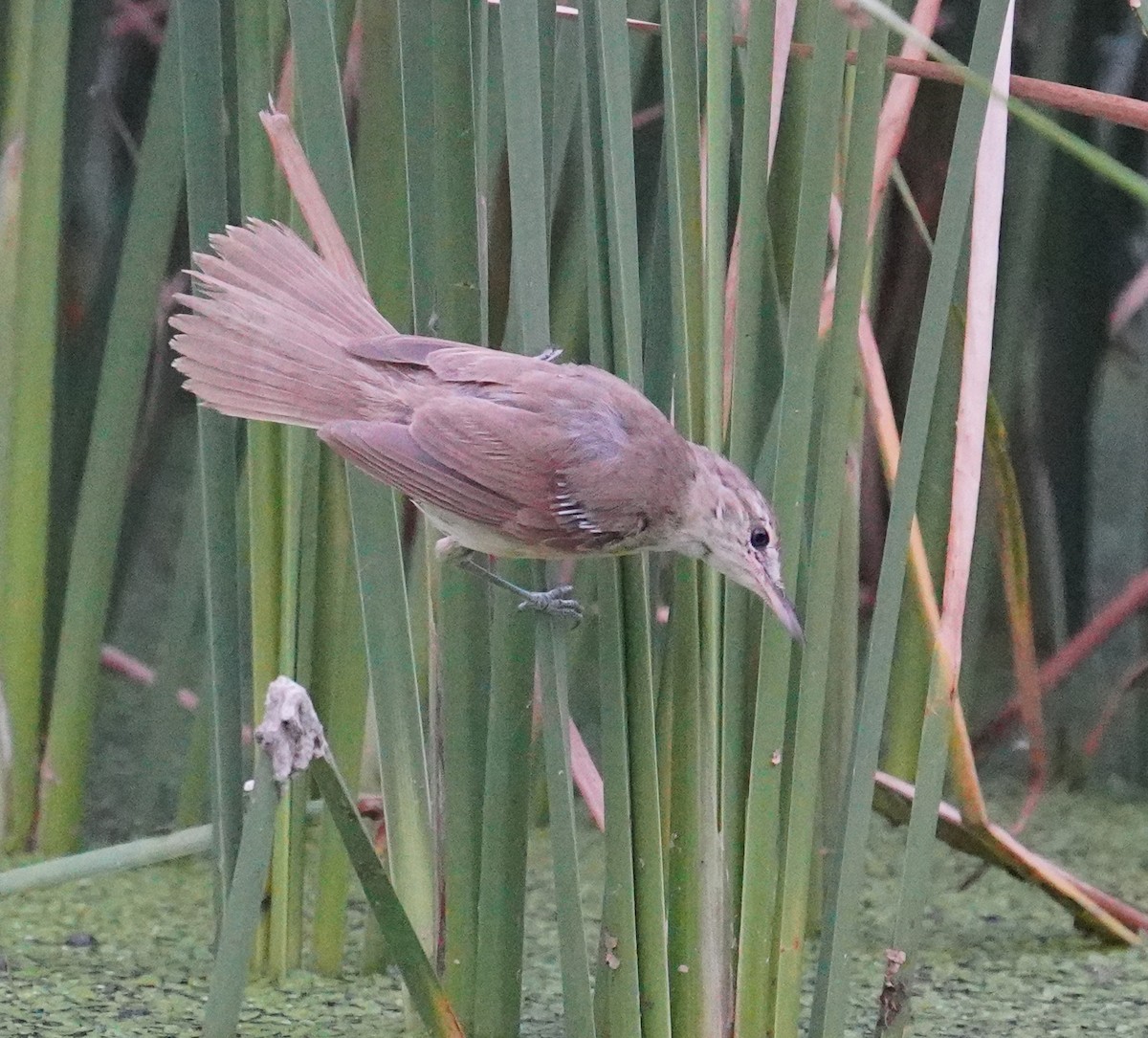 Clamorous Reed Warbler - ML642801711