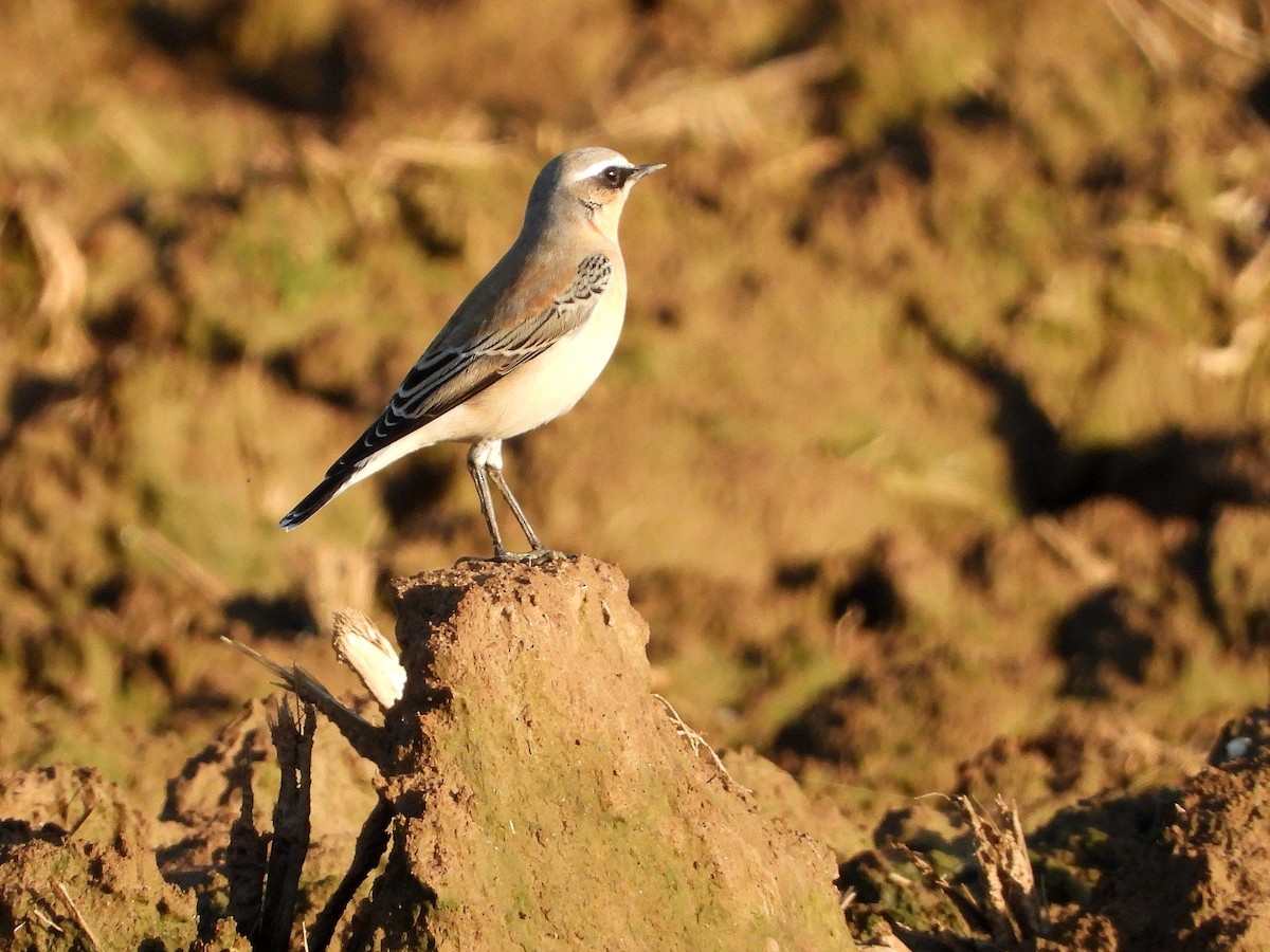 Northern Wheatear - ML642801712
