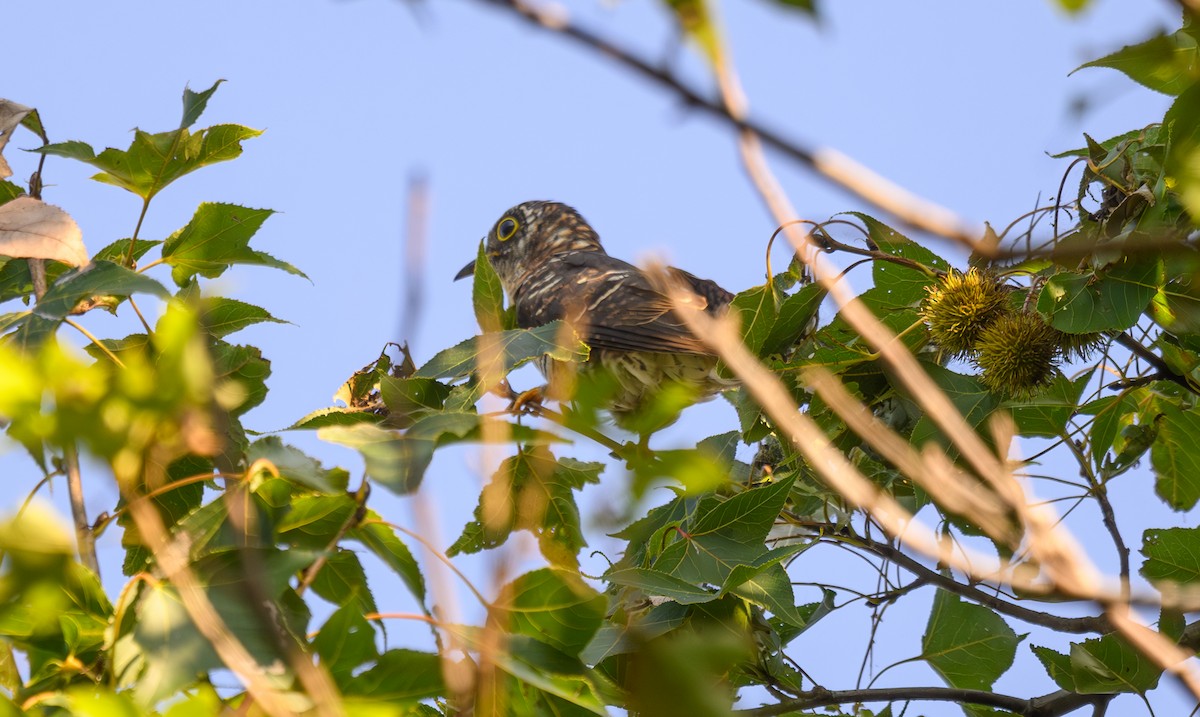 Indian Cuckoo - ML642801718