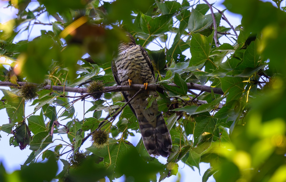 Indian Cuckoo - ML642801719