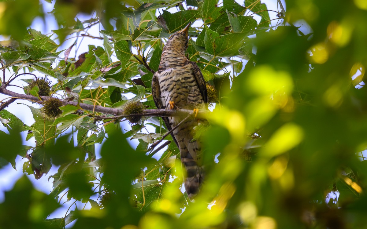 Indian Cuckoo - ML642801720