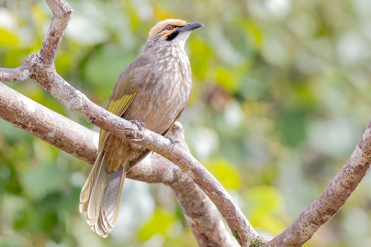 Bulbul à tête jaune - ML642801722