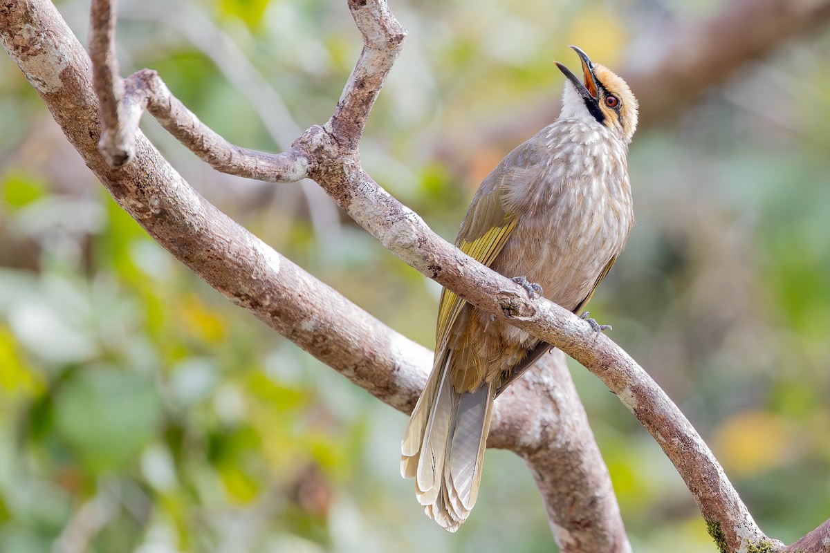 Bulbul à tête jaune - ML642801723