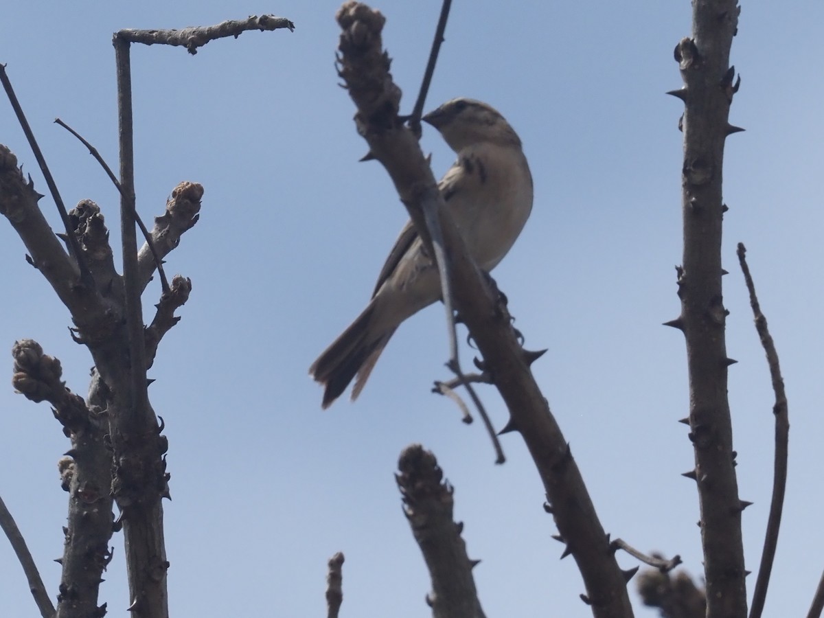 Broad-tailed Paradise-Whydah - ML642801727