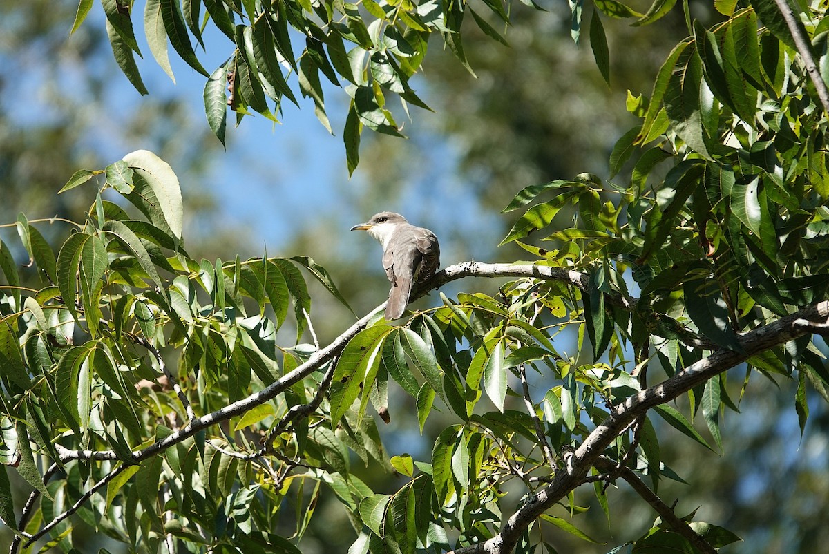 Yellow-billed Cuckoo - ML642801728