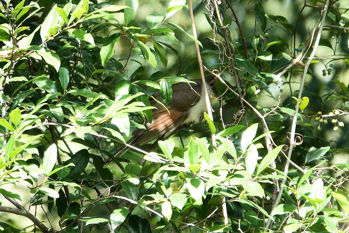 Yellow-billed Cuckoo - ML642801729