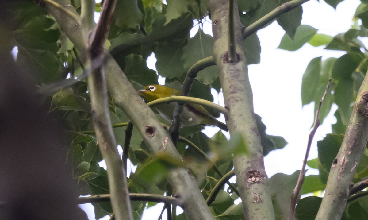 Chestnut-flanked White-eye - ML642801730