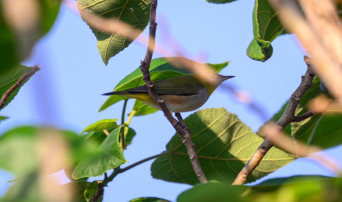Chestnut-flanked White-eye - ML642801731