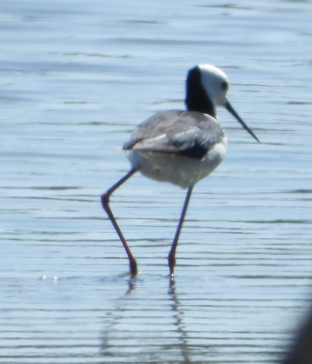 Pied Stilt - ML642801737