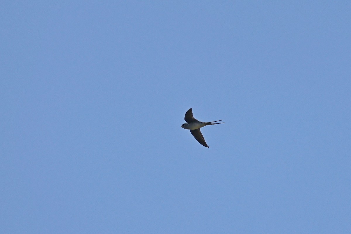 Gray-rumped Treeswift - ML642801741