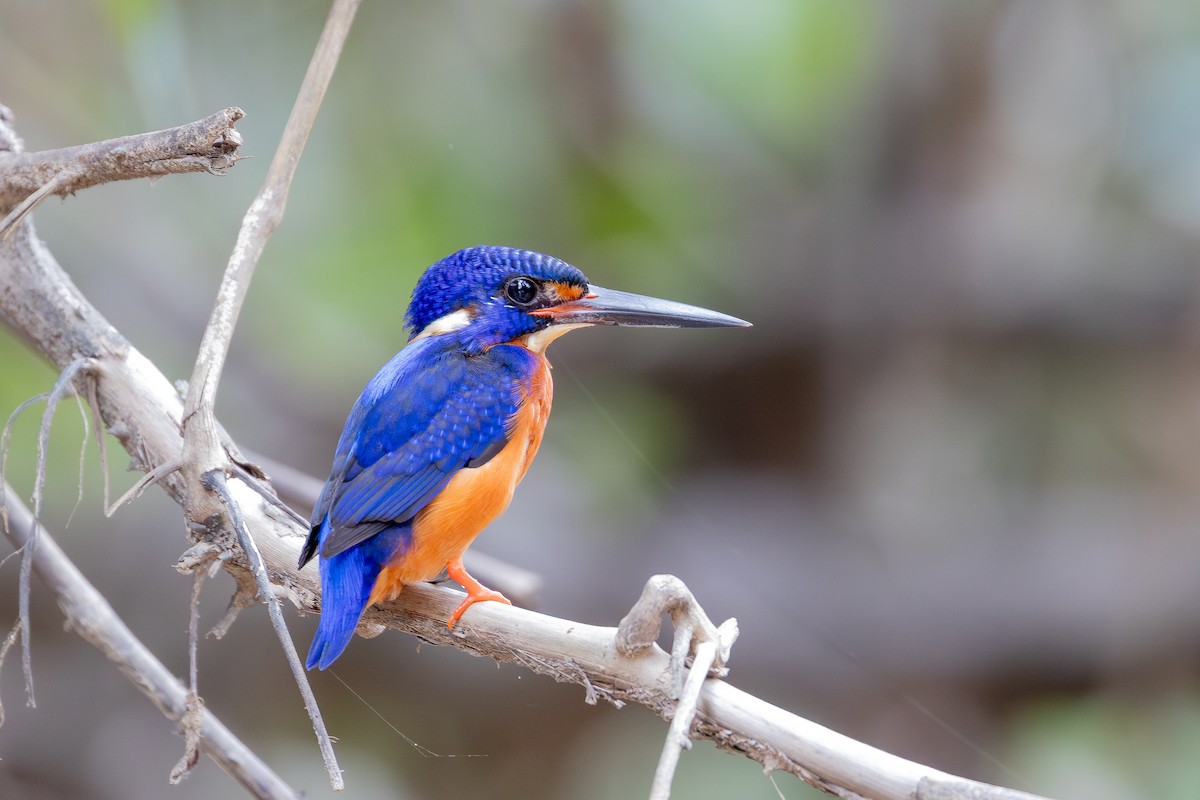 Blue-eared Kingfisher - ML642801742