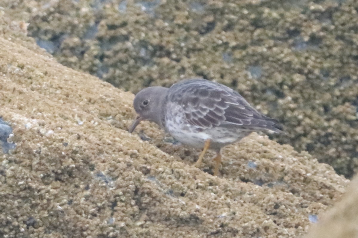 Purple Sandpiper - ML642801749