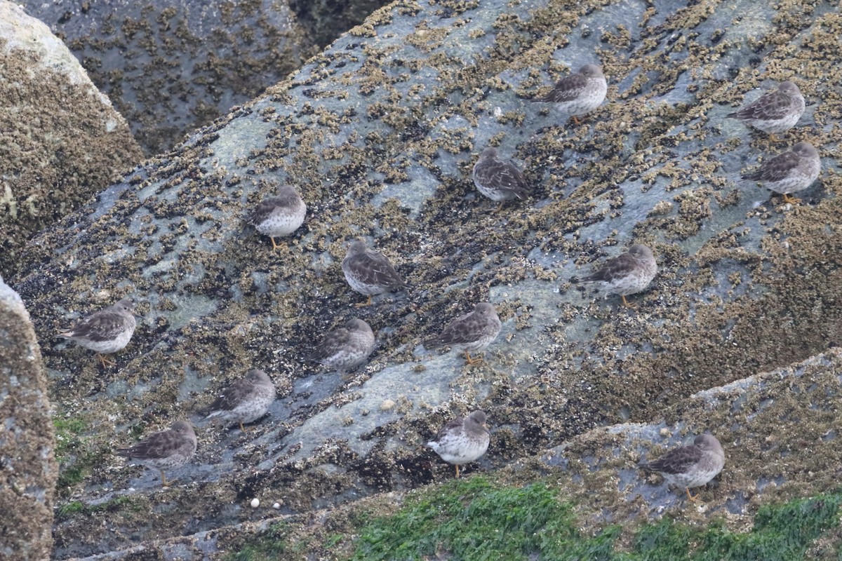 Purple Sandpiper - ML642801750