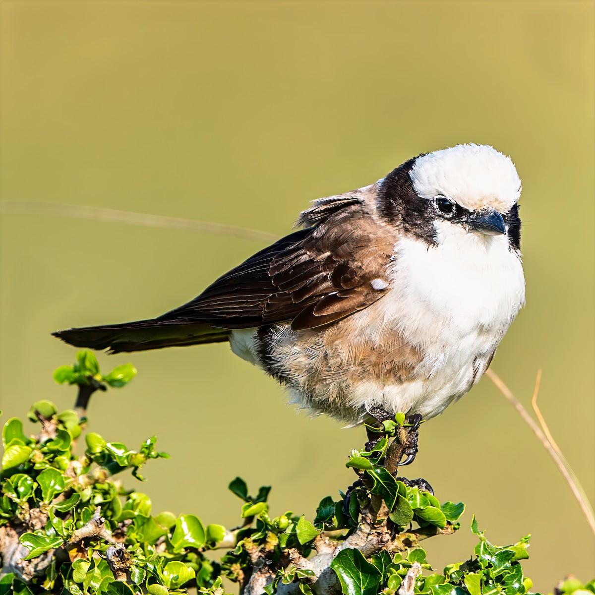 White-rumped Shrike - ML642801762