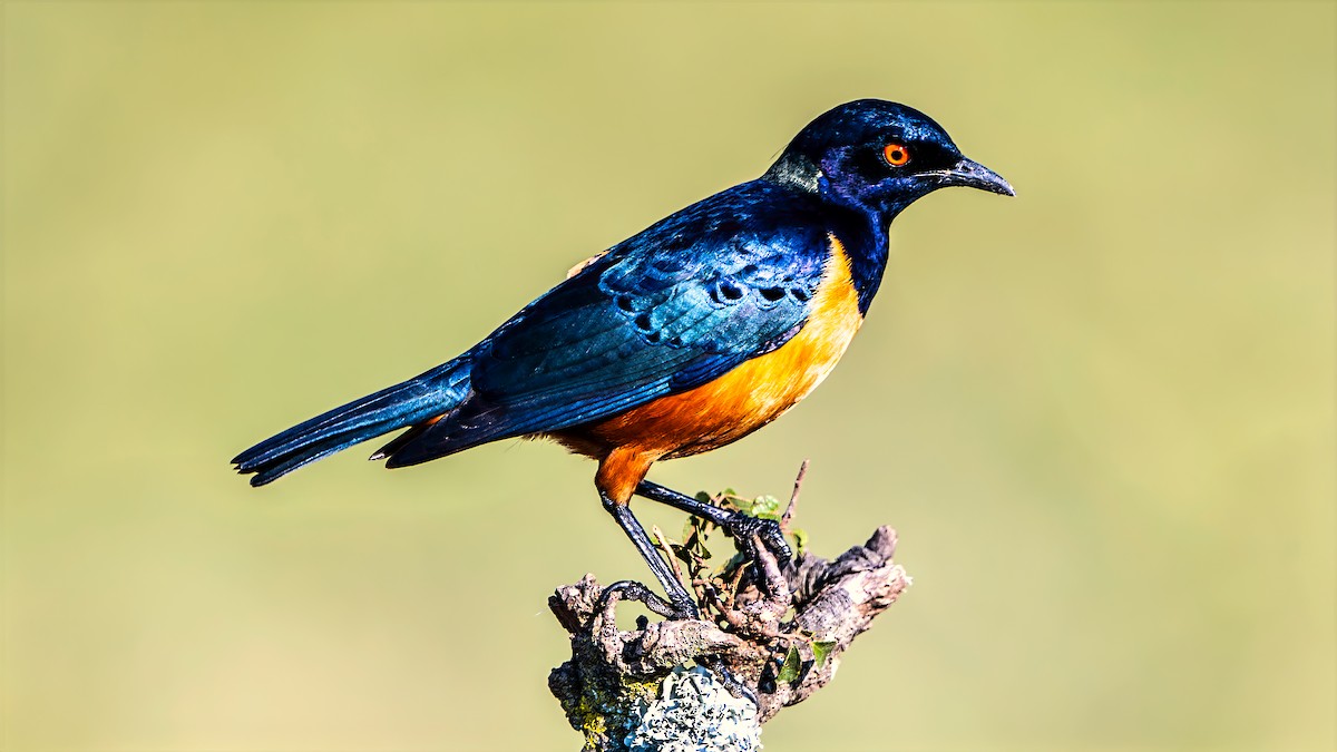 Hildebrandt's Starling - ML642801765