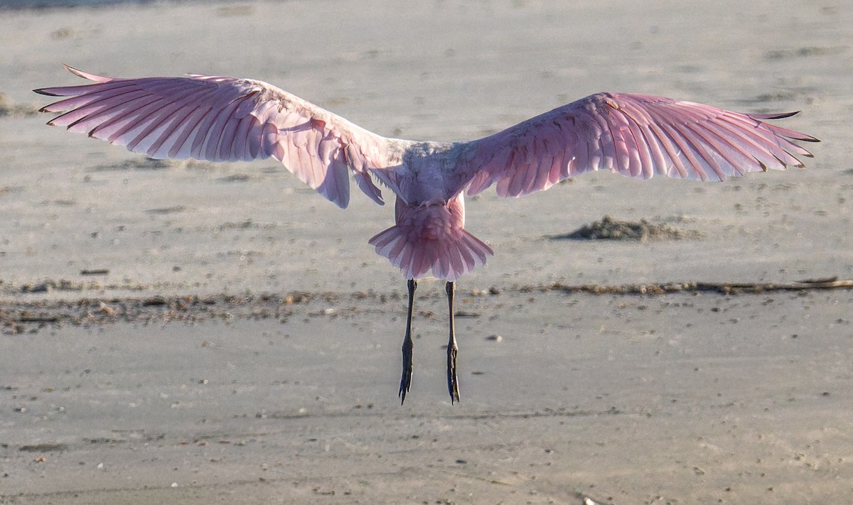 Roseate Spoonbill - ML642801768