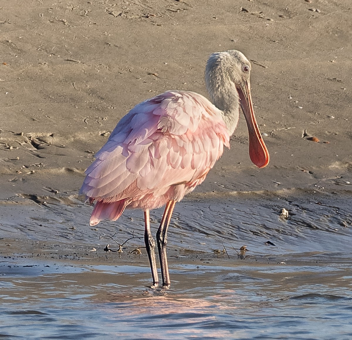 Roseate Spoonbill - ML642801769