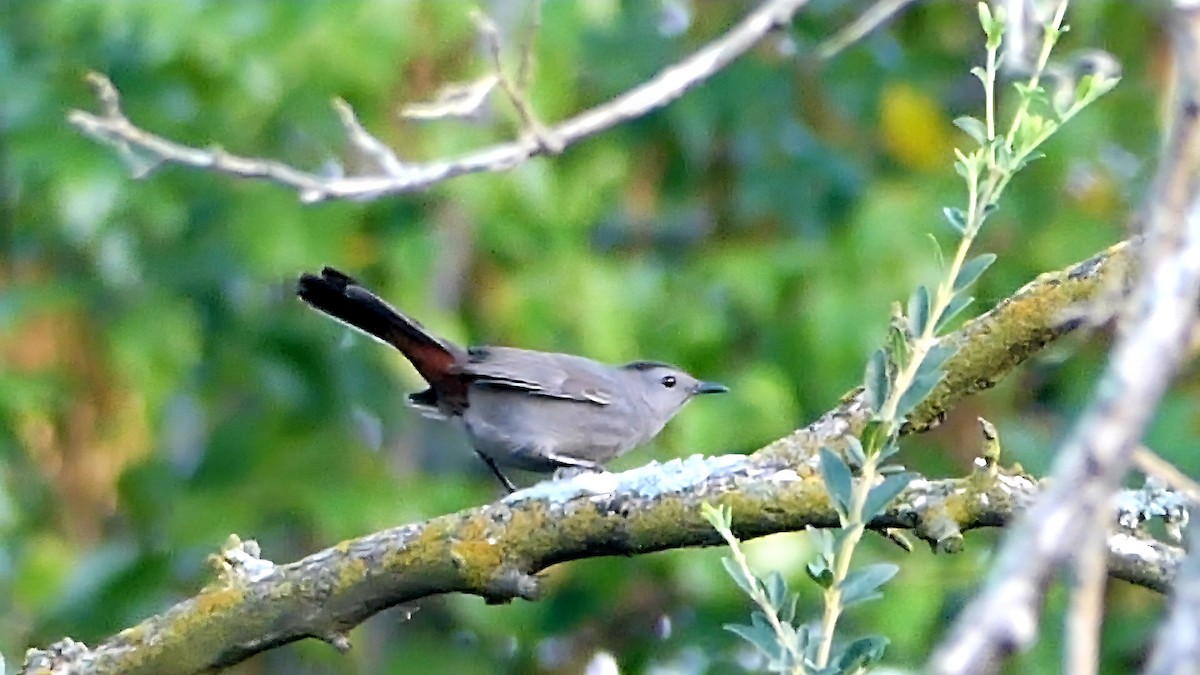Gray Catbird - ML642801773