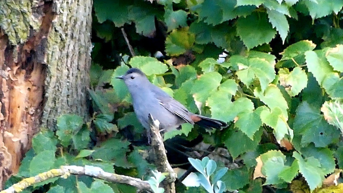 Gray Catbird - ML642801774