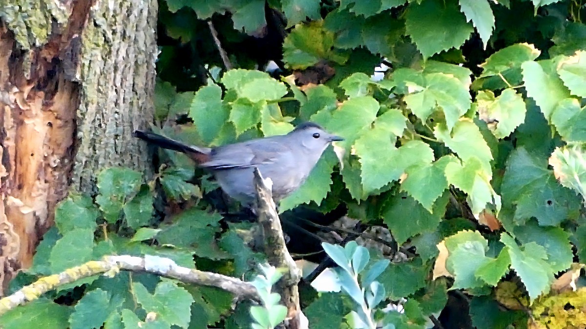 Gray Catbird - ML642801775