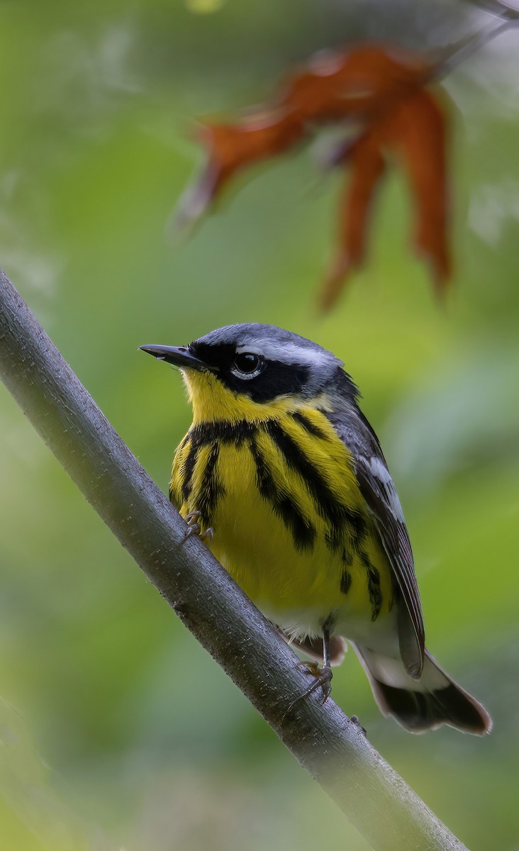Magnolia Warbler - ML642801782