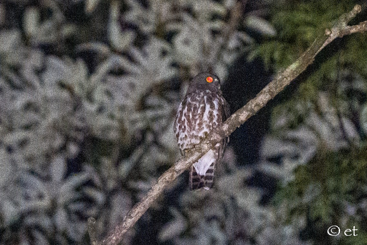 Northern Boobook - ML642801793