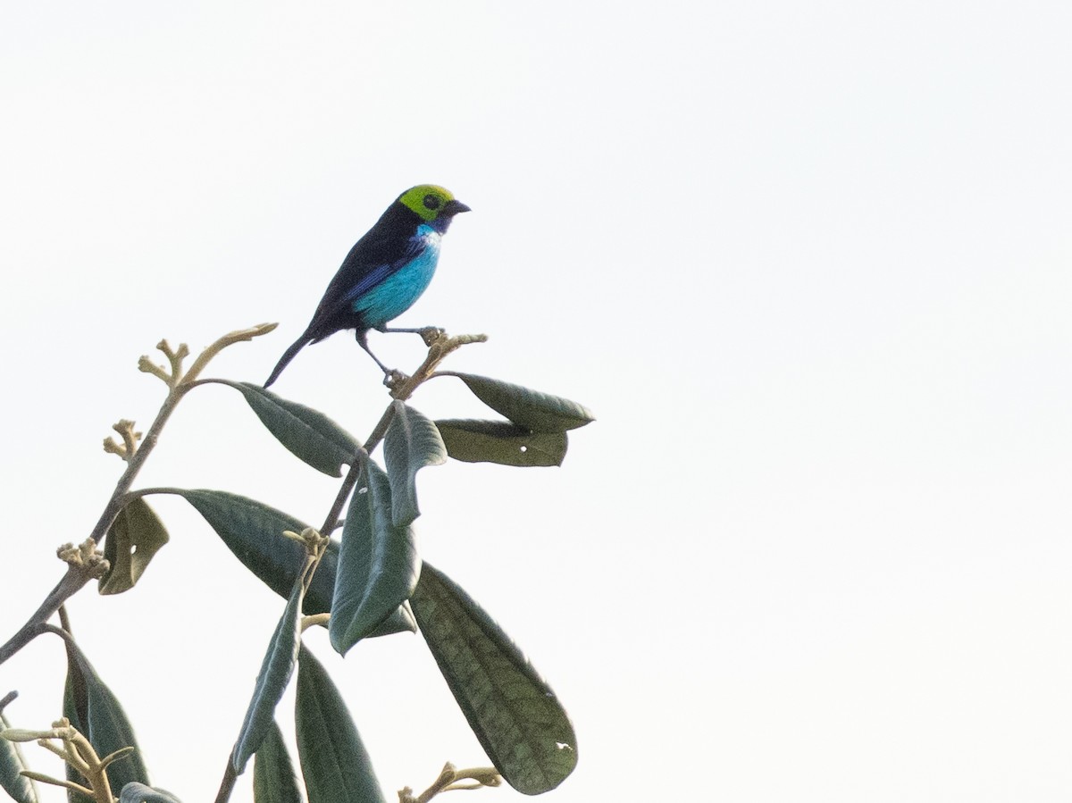 Paradise Tanager - ML642801803