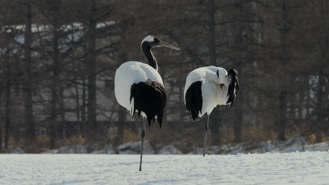 Red-crowned Crane - ML642801816