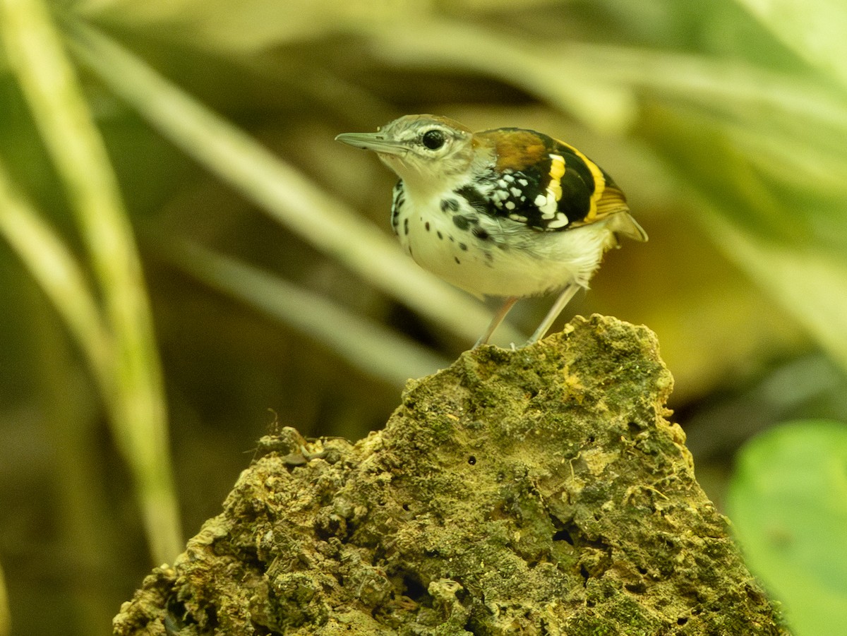 Banded Antbird - ML642801818