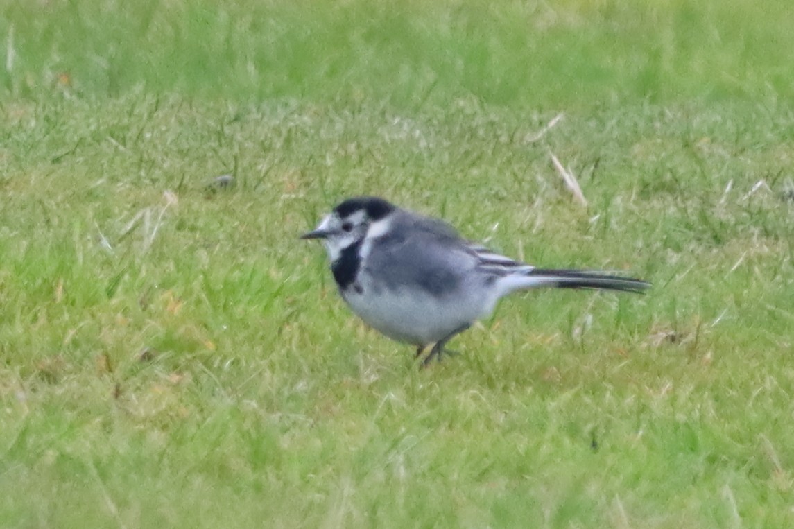 White Wagtail - ML642801825