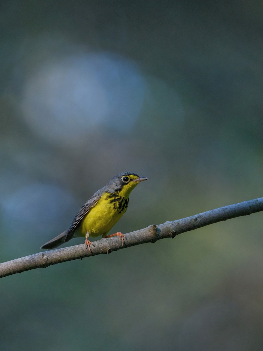 Canada Warbler - ML642801834