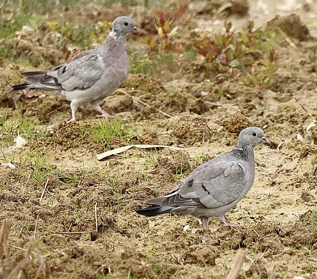 Stock Dove - ML642801854