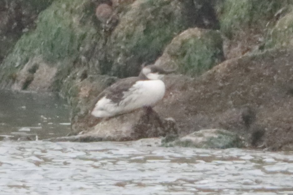Common Murre - ML642801868