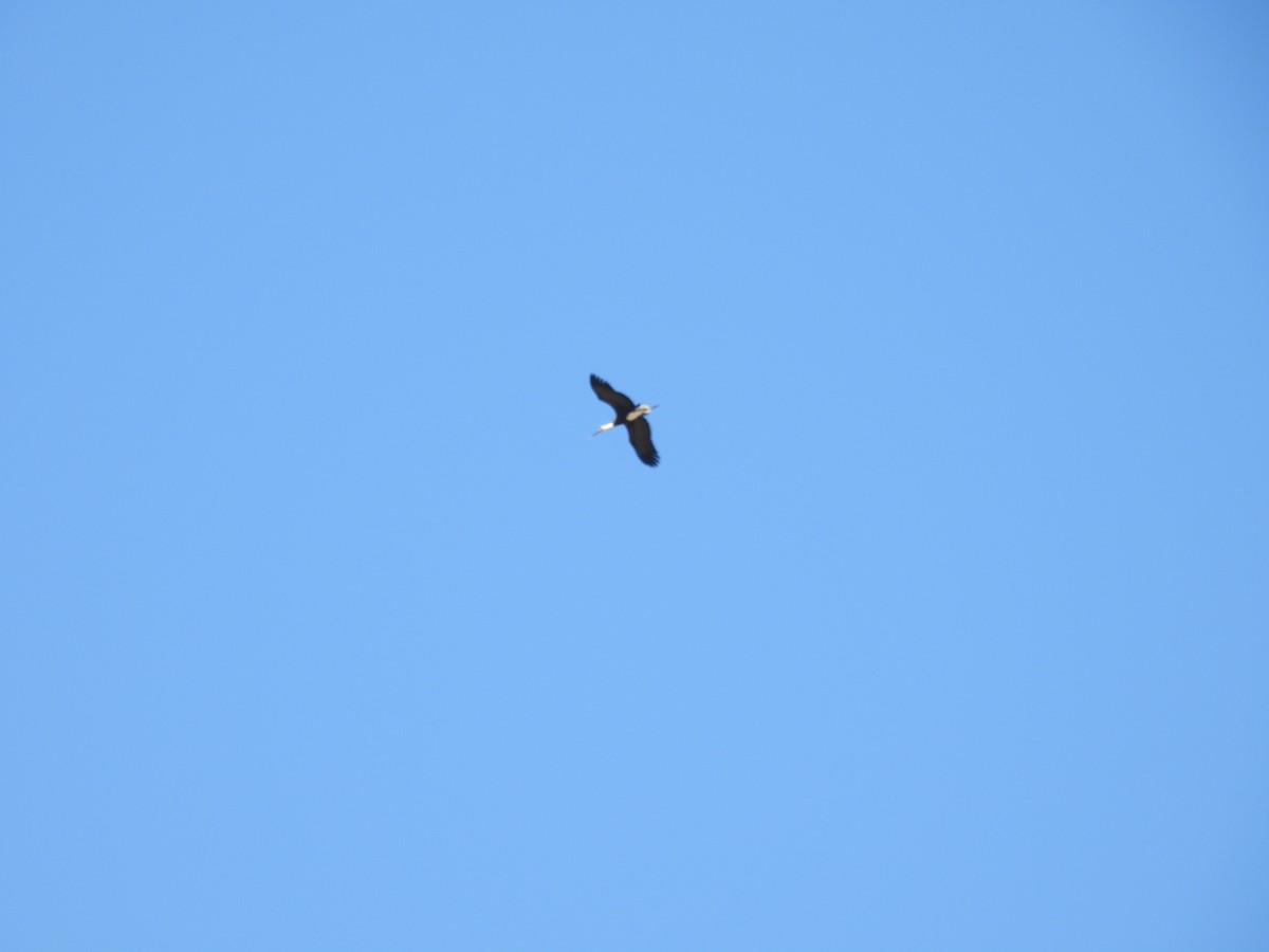 African Woolly-necked Stork - ML642801876
