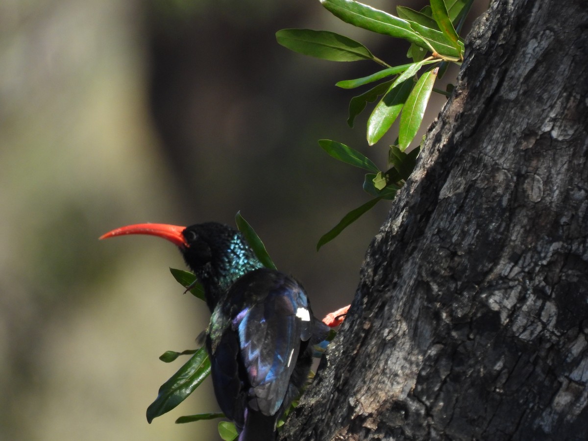 Green Woodhoopoe - ML642801904