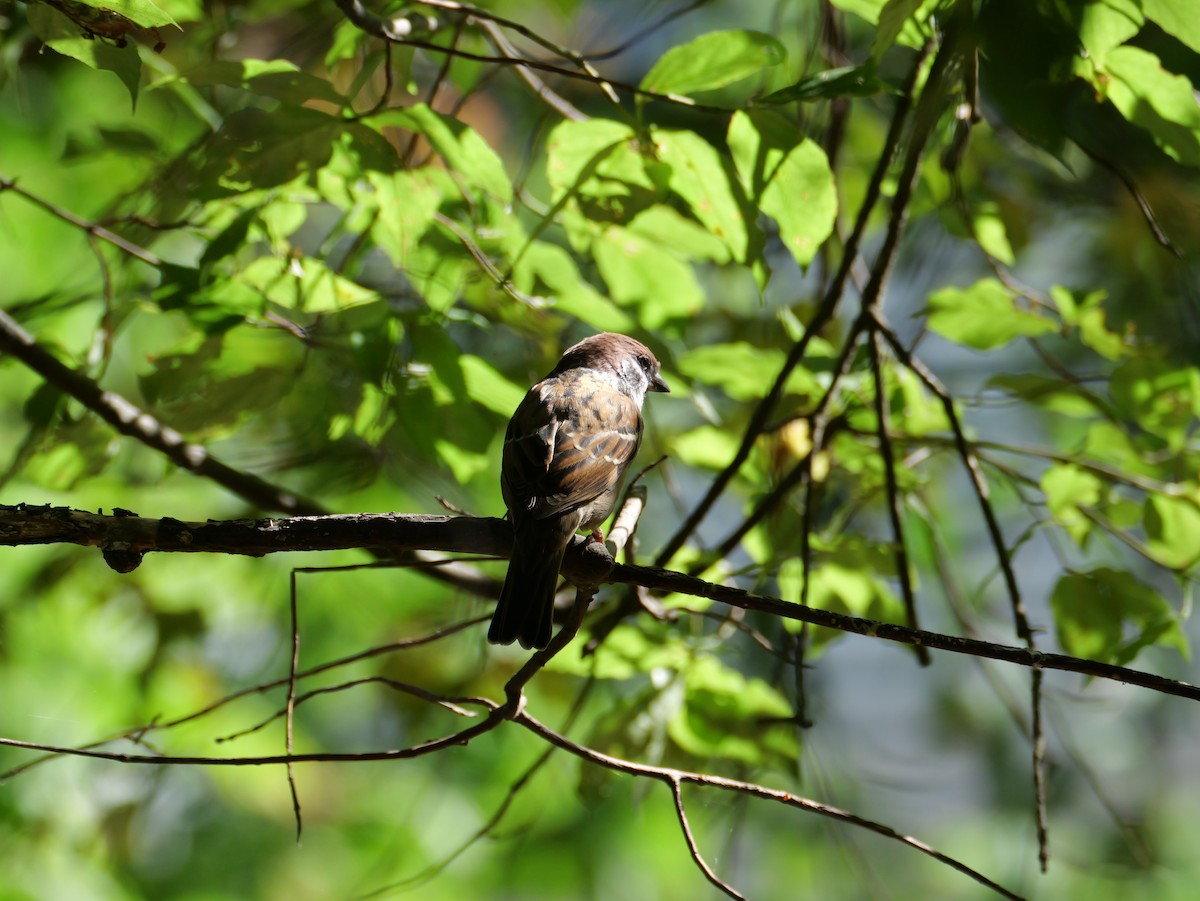 Eurasian Tree Sparrow - ML642801906
