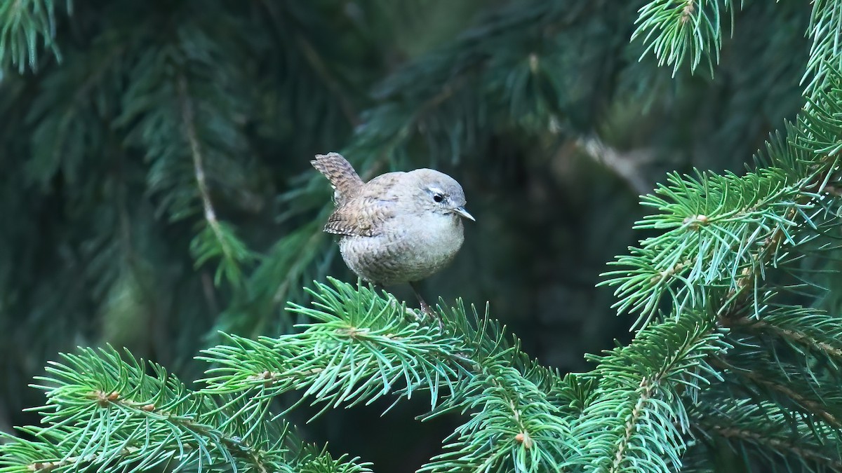 Eurasian Wren - ML642801922