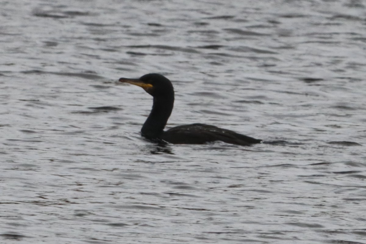European Shag - ML642801928
