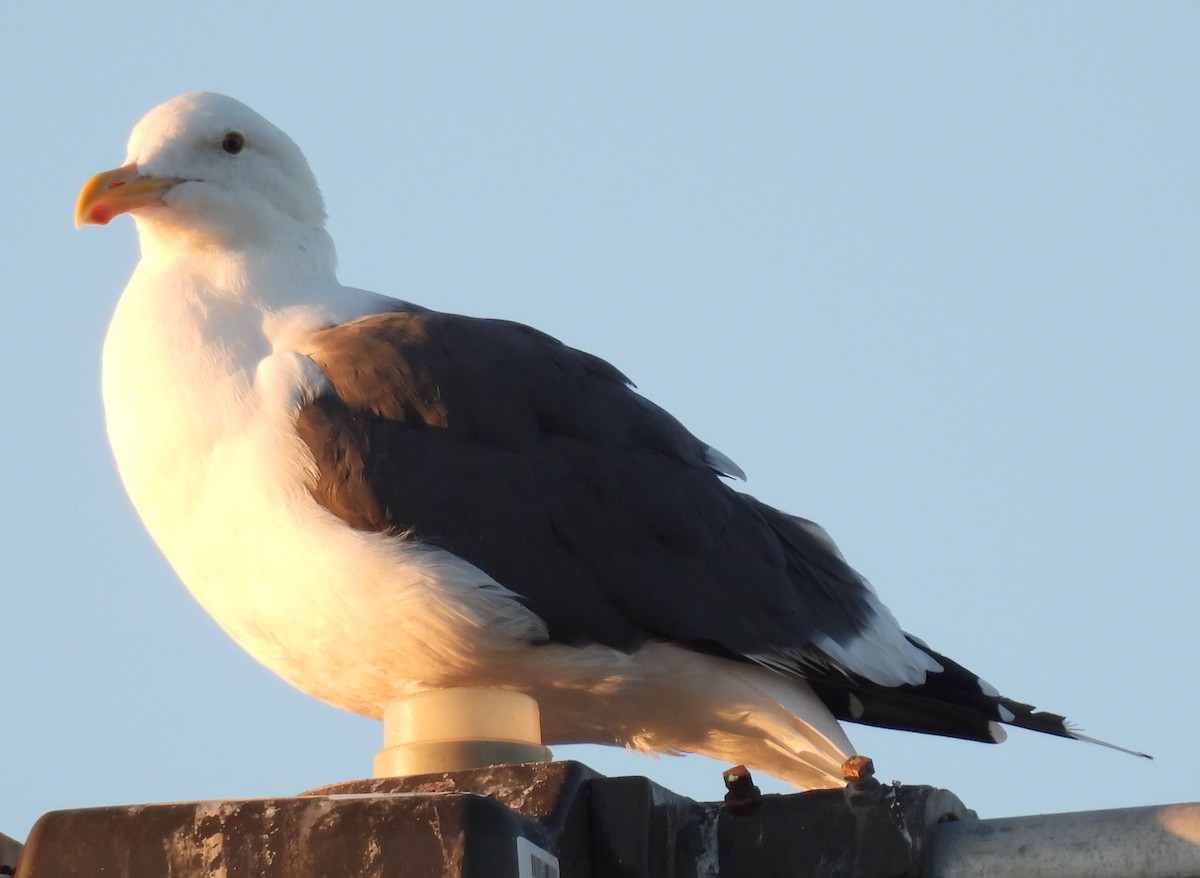 Western Gull - ML642801929