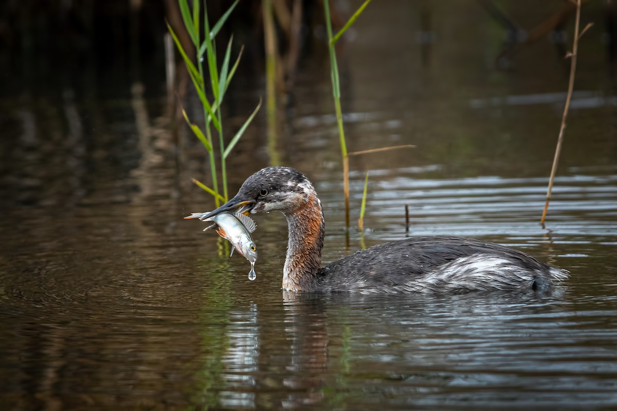 Red-necked Grebe - ML642801933