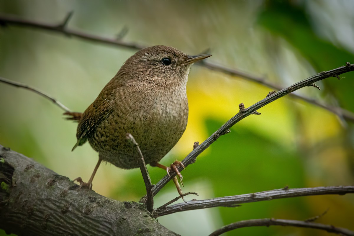 Eurasian Wren - ML642801943