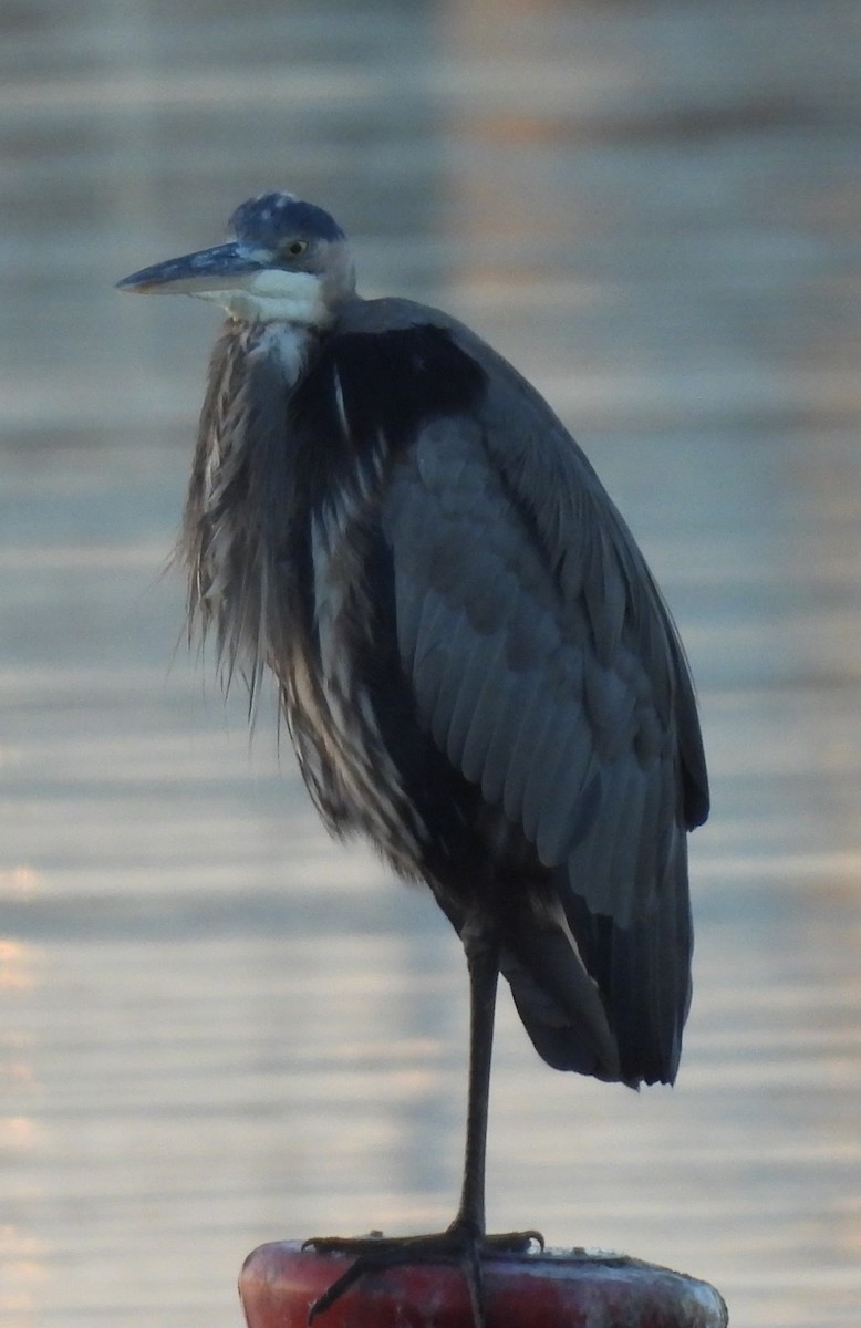 Great Blue Heron - ML642801947