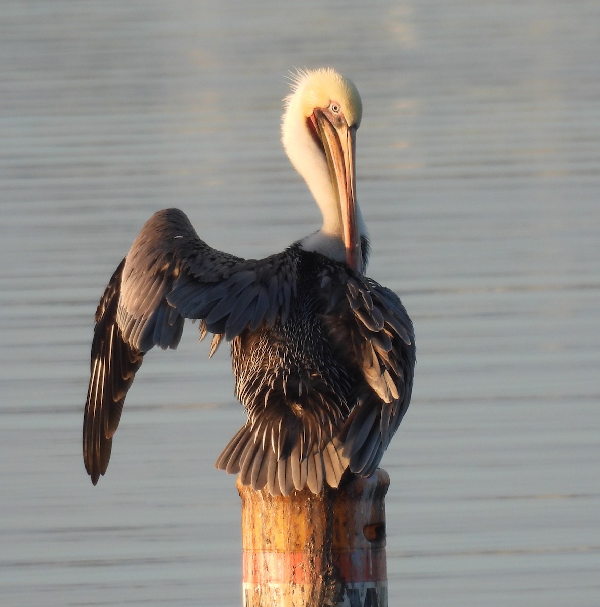 Brown Pelican - ML642801957