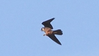 Eleonora's Falcon - ML642801969