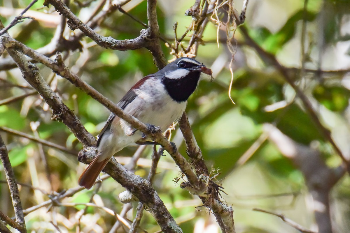 Red-tailed Vanga - ML642801991