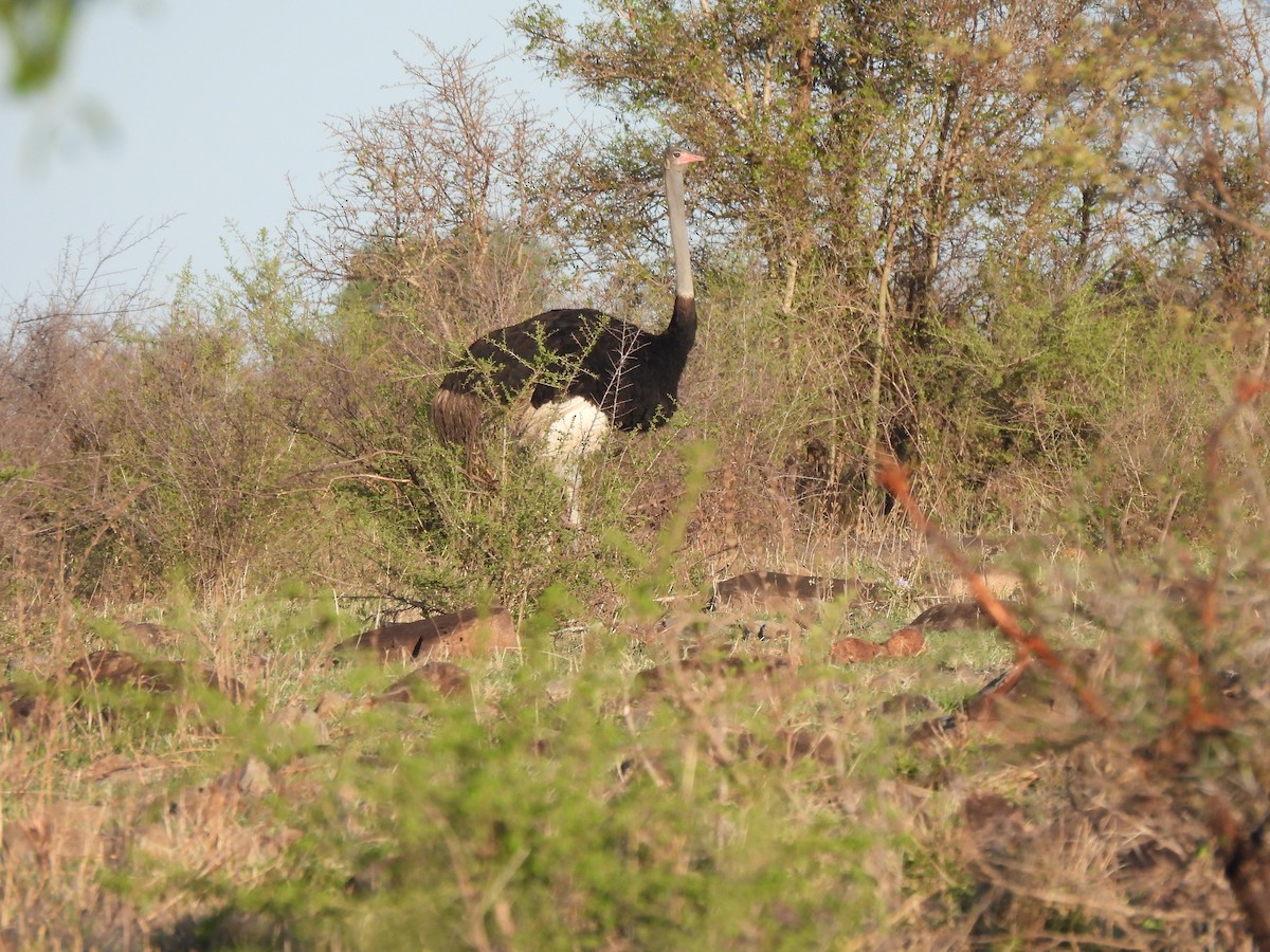 Common Ostrich - ML642801999