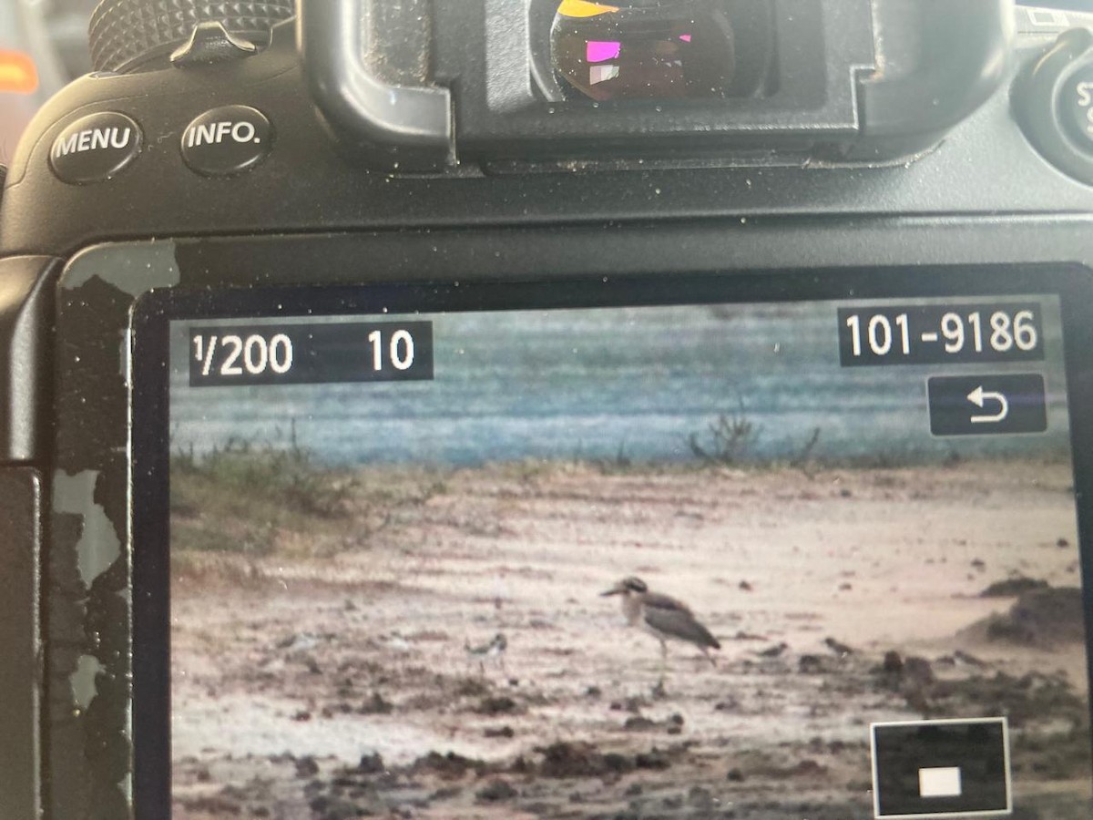 Great Thick-knee - ML642802000