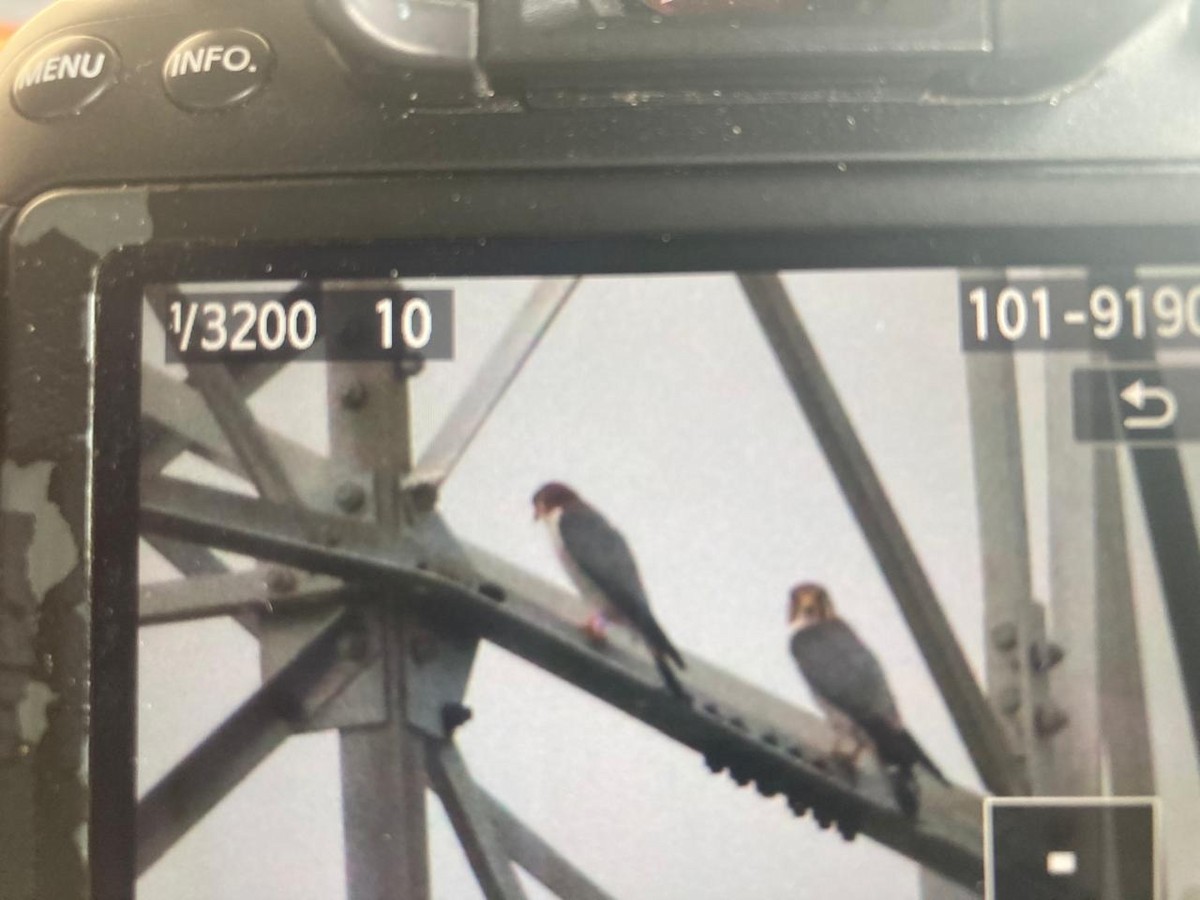Red-necked Falcon - ML642802003